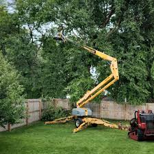 Best Fruit Tree Pruning  in Tamiami, FL