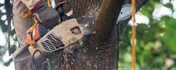 Best Tree Risk Assessment  in Tamiami, FL