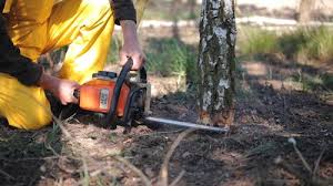 Best Stump Grinding and Removal  in Tamiami, FL