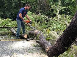 Tree and Shrub Care in Tamiami, FL