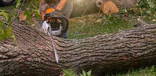 How Our Tree Care Process Works  in  Tamiami, FL