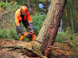 Best Arborist Consultation Services  in Tamiami, FL