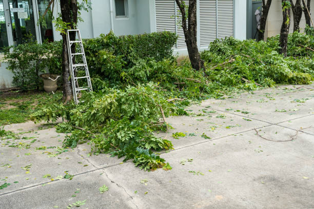 Trusted Tamiami, FL Tree Services Experts