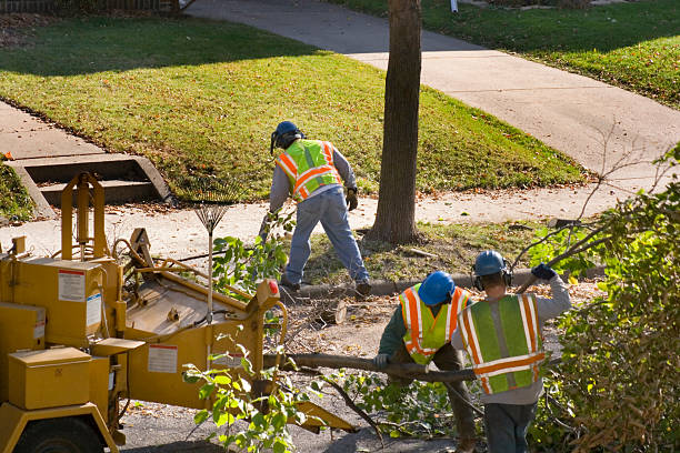 Best Tree Cabling and Bracing  in Tamiami, FL