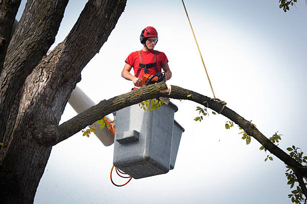 Best Tree Preservation Services  in Tamiami, FL